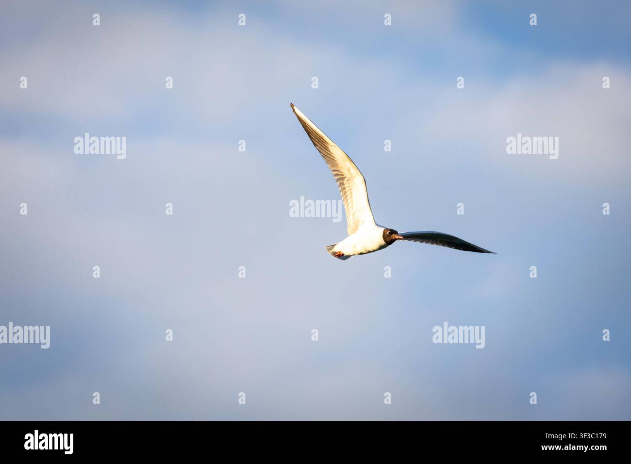 Grazioso gabbiano che vola tra le soffici nuvole della sera con le ali che brillano nella luce calda. Un momento dinamico di libertà e movimento contro un cielo blu cattura l'ottica Foto Stock