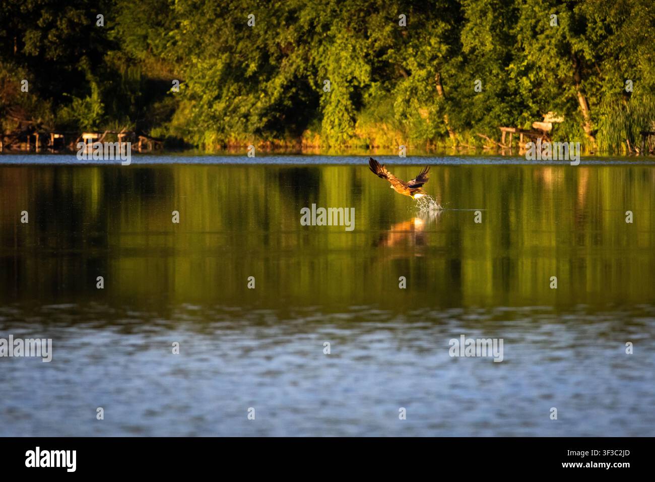 Un rapace veloce sfiora la superficie del lago con le ali spiegate, facendo volare gocce d'acqua mentre la luce della sera dipinge riflessi verdi e il momento del Foto Stock