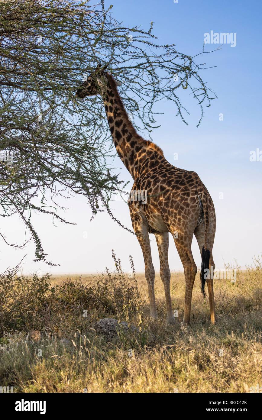 Arusha, Tanzania – 11 luglio 2026 – Giraffa nel Parco Nazionale del Serengeti Foto Stock