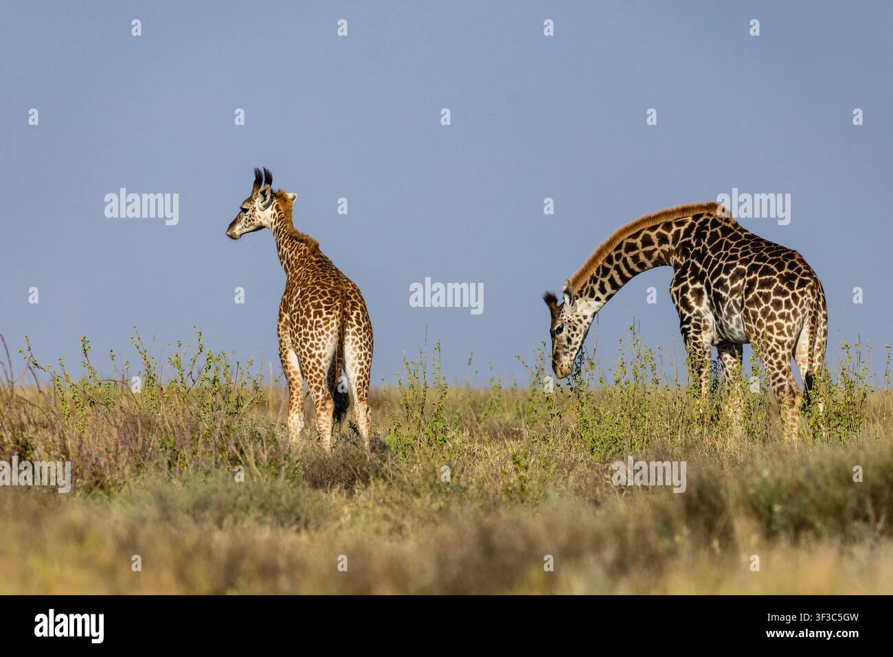 Arusha, Tanzania – 11 luglio 2026 – Giraffa nel Parco Nazionale del Serengeti Foto Stock