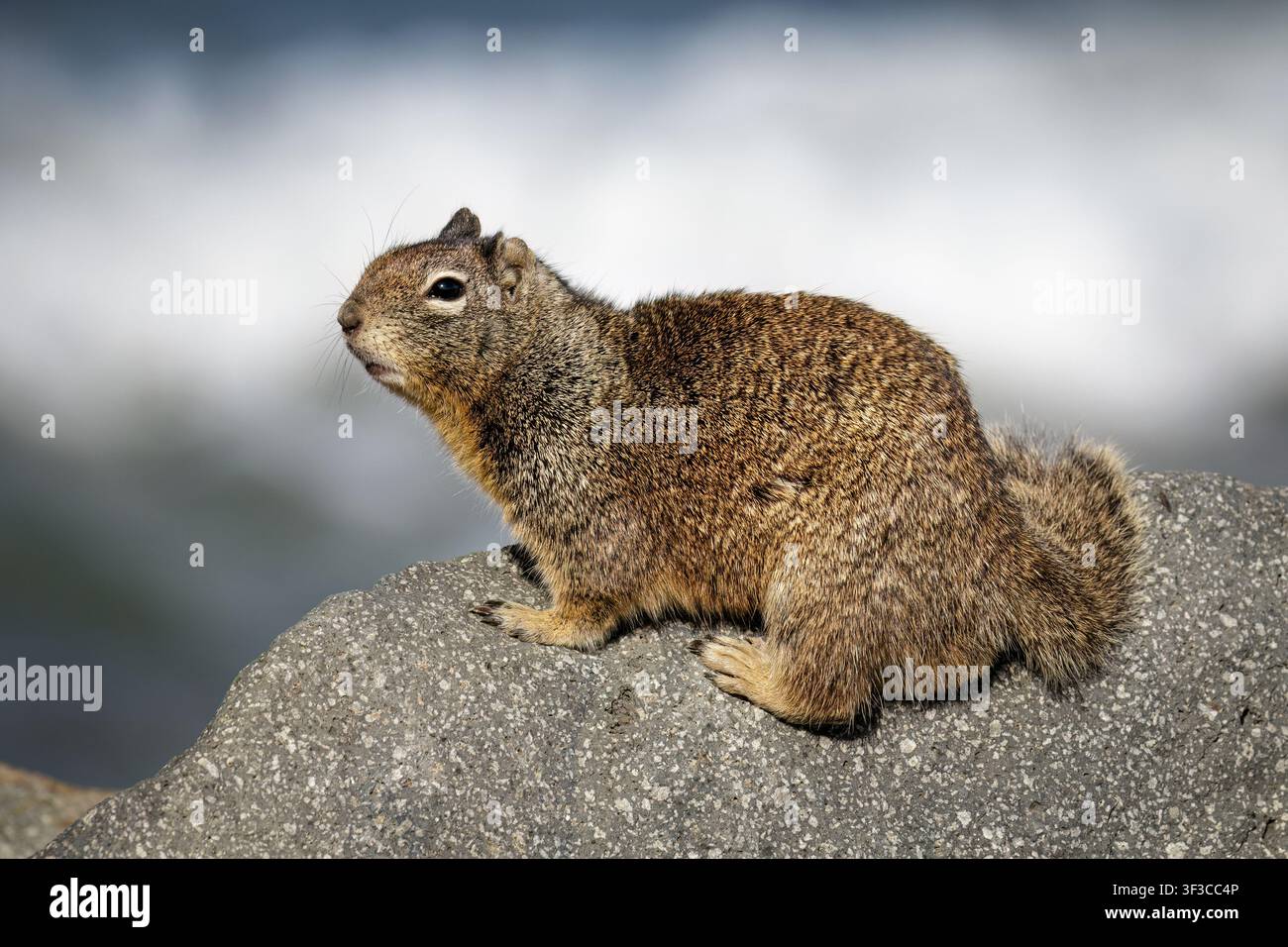 Scoiattolo terraguolo della California, Otospermophilus beecheyi, adulto su rocce nella California costiera, USA Foto Stock