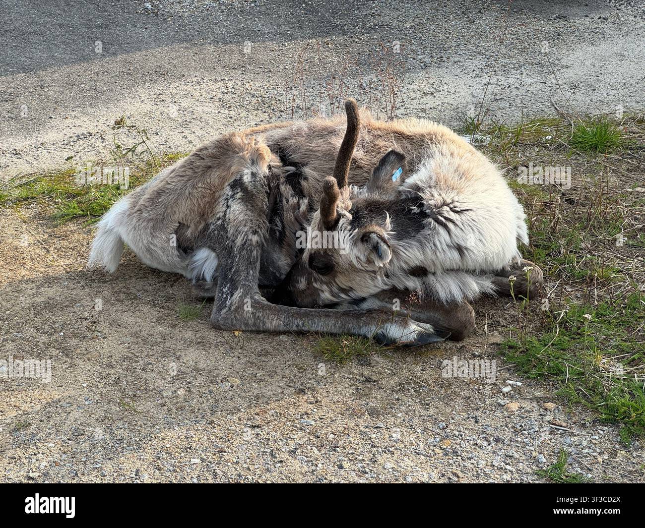Alce che riposa raggomitolato in un ambiente urbano, mostrando la fauna selvatica che vive a contatto con le persone nella Scandinavia settentrionale. Foto Stock