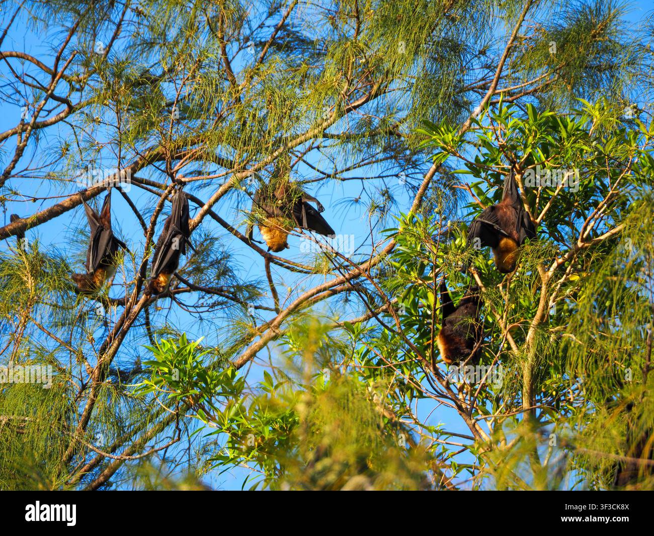 Pipistrelli frugivori a riposo, che agiscono come vettori di virus zoonotici come Nipah, Marburg, Ebola e rabbia, influenzando la salute pubblica Foto Stock