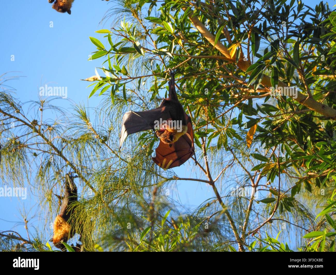 Pipistrello fruitivo appeso a un albero, mostra le sue ali marroni su uno sfondo blu vibrante, rappresentando vettori di malattie come Nipah, Marburg, Ebola e R Foto Stock