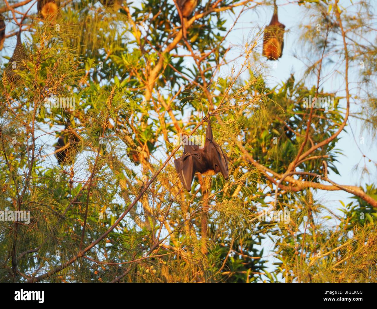 Pipistrello fruitivo, noto anche come volpe volante, appeso a testa in giù, il suo habitat naturale illustra concetti di trasmissione di malattie animali come il virus Nipah, Marb Foto Stock