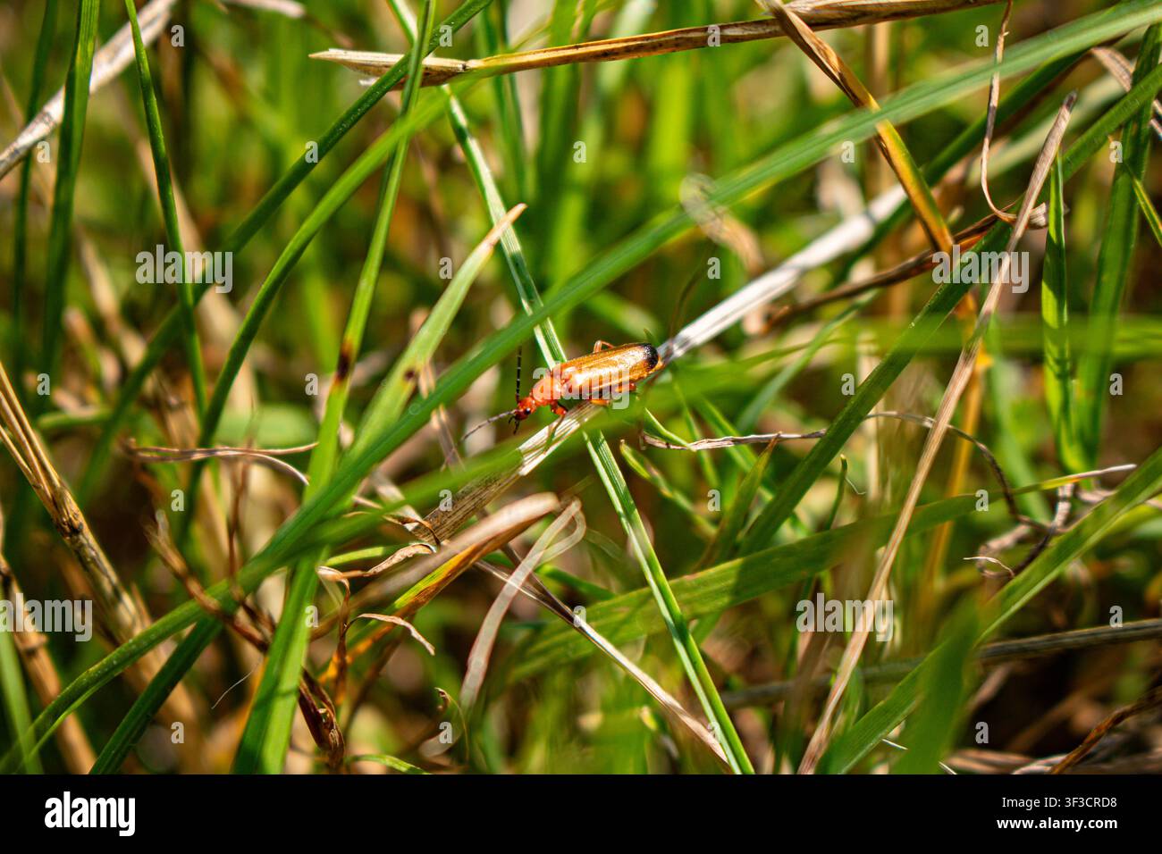 Comune soldato rosso beetle Foto Stock