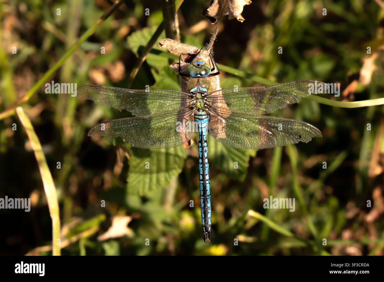 Libellula imperatore blu Foto Stock