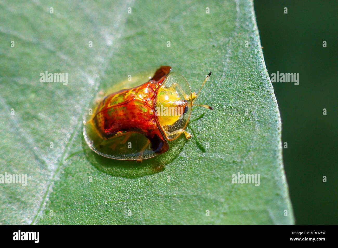 Un coleottero tartaruga trasparente con corazza giallo dorato e rossa appoggiato su una foglia verde, macro close-up che mostra la texture lucida e le antenne delicate Foto Stock