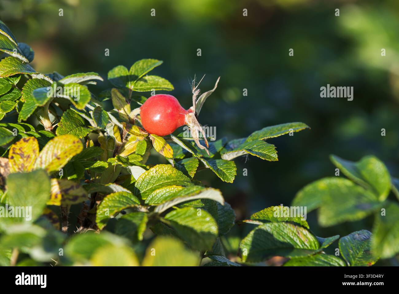 Foto macro di bacca di rosa rossa appollaiata su un ramo di rosa selvatica, incorniciata da foglie autunnali verdi e gialle e bagnata da una luce naturale soffusa con profondità di campo ridotta Foto Stock