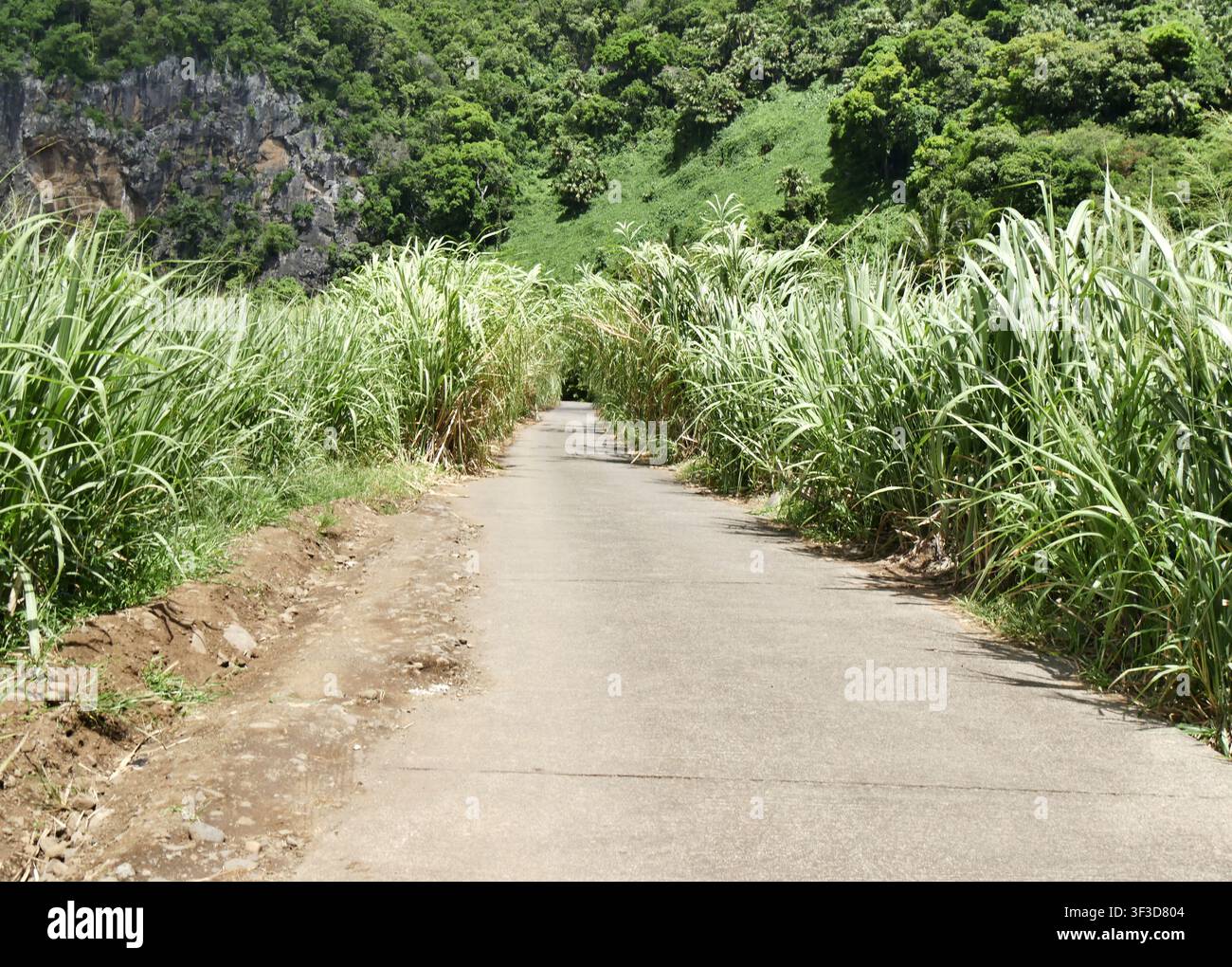 strada rurale attraverso campi di canna da zucchero in un paesaggio tropicale Foto Stock