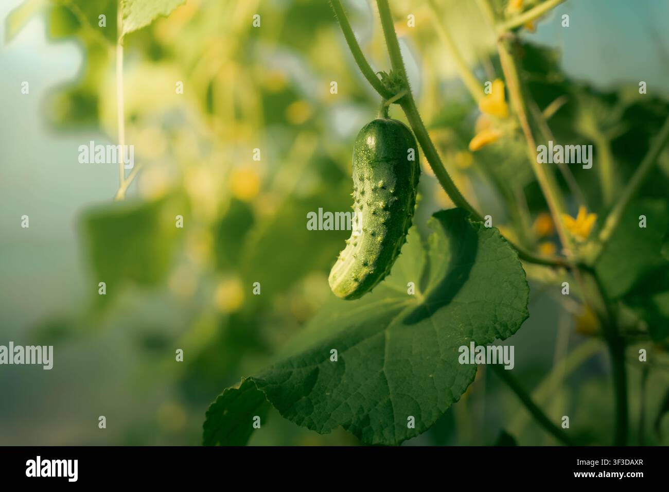 Fogliame denso di cetriolo riempie la scena della serra con steli rampicanti, foglie larghe e fiori gialli alla luce calda del giorno, adatto per il giardinaggio, pianta Foto Stock