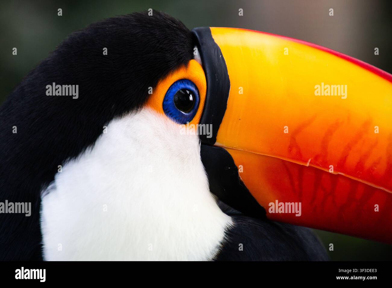 Tucano a riposo, da una prospettiva ravvicinata, con accenti neri e bianchi Foto Stock