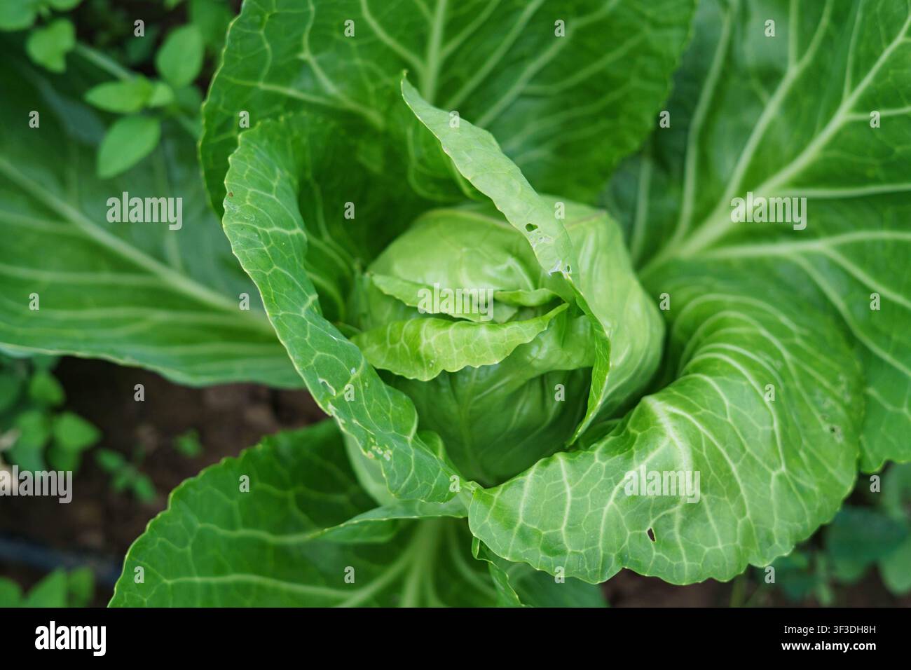 Giovane testa di cavolo verde che cresce in un orto domestico durante la stagione estiva. Cavolo biologico fresco pronto per la raccolta. Foto Stock