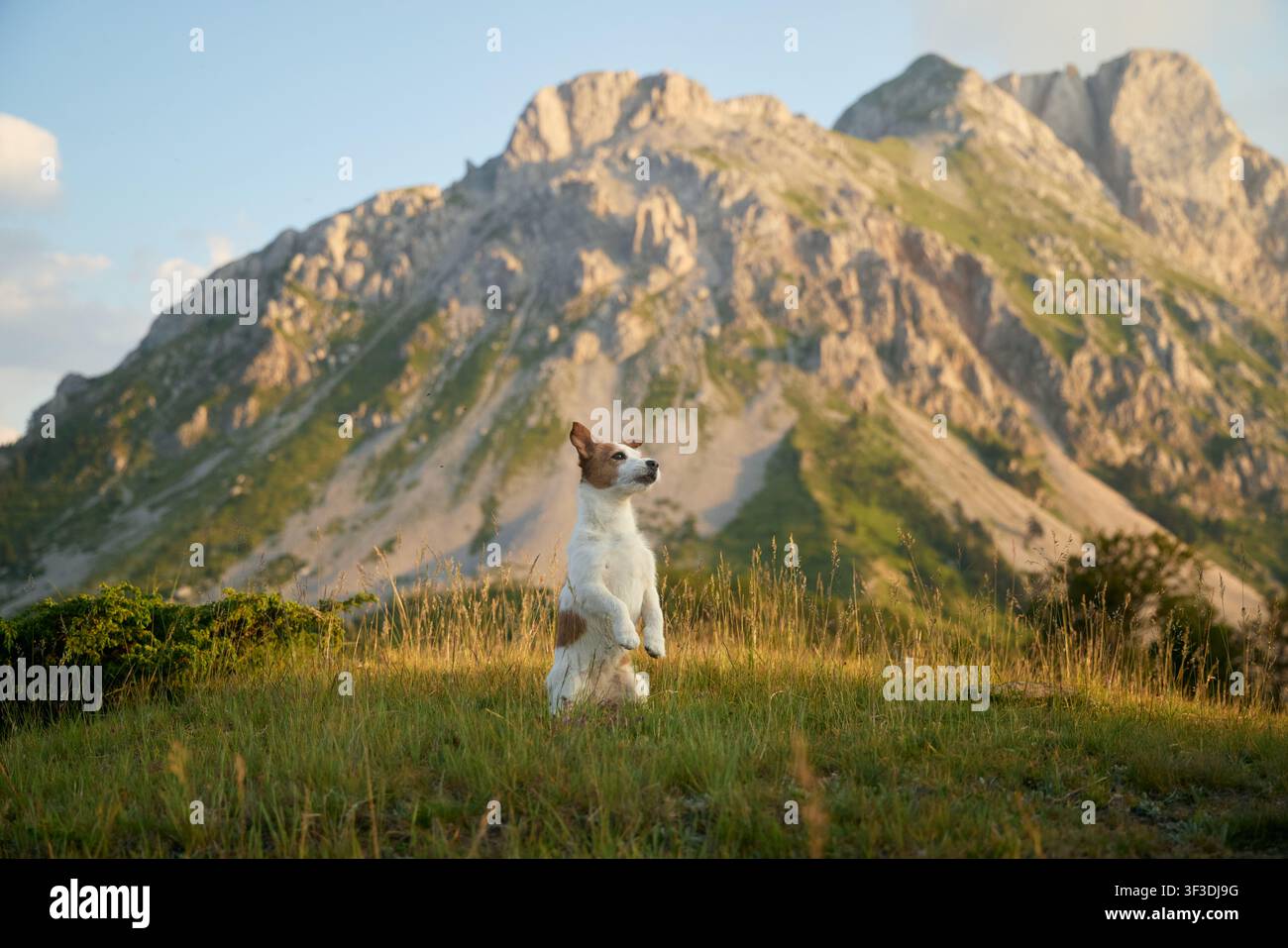 Un Jack Russell Terrier è in allerta in un campo verde con alte scogliere rocciose sullo sfondo. La scena cattura un fermo immagine cinematografico nitido. Foto Stock