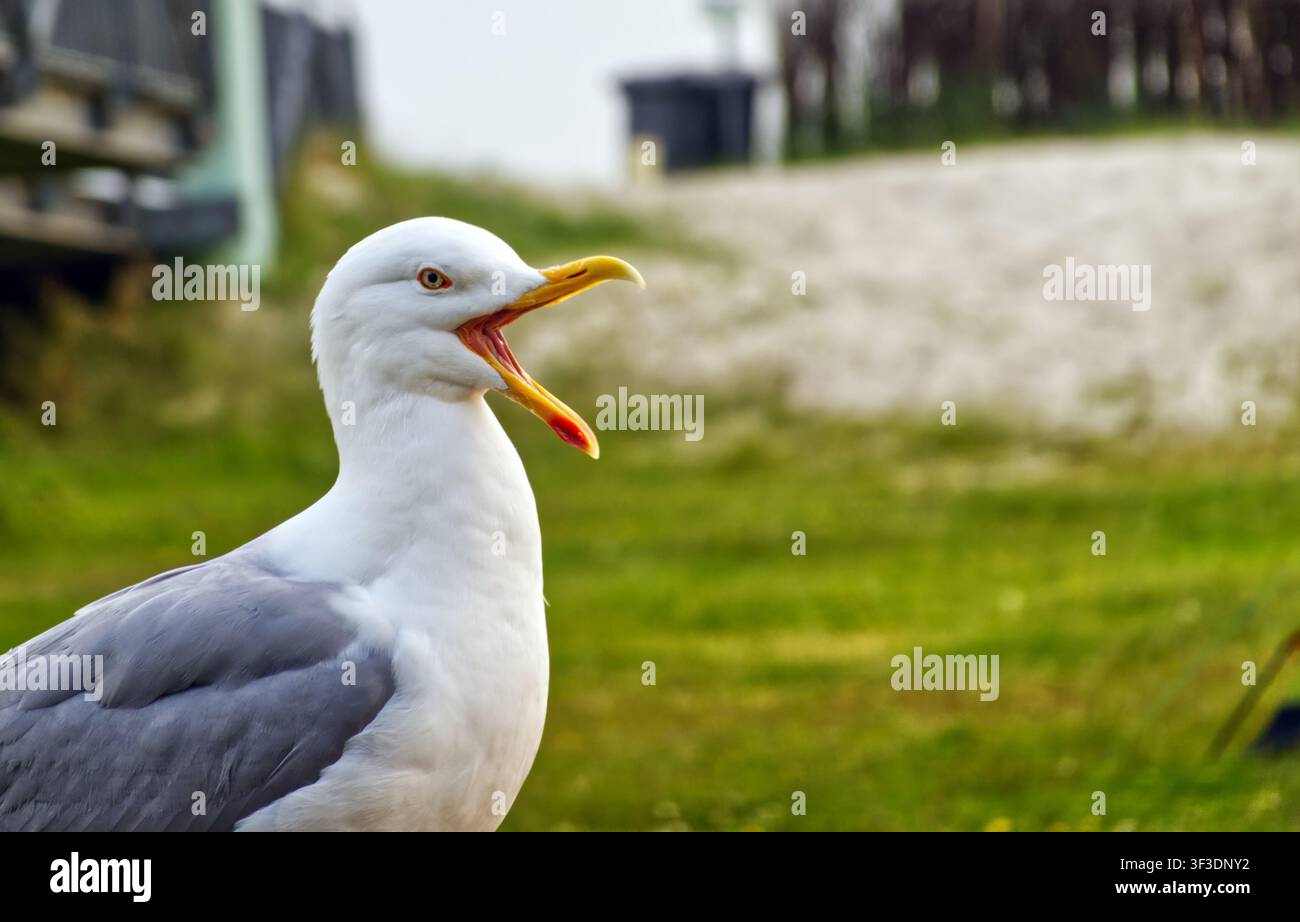 Gabbiano che strilla forte con il becco aperto, chiama e fa rumore nella natura, mostrando il comportamento della fauna Foto Stock