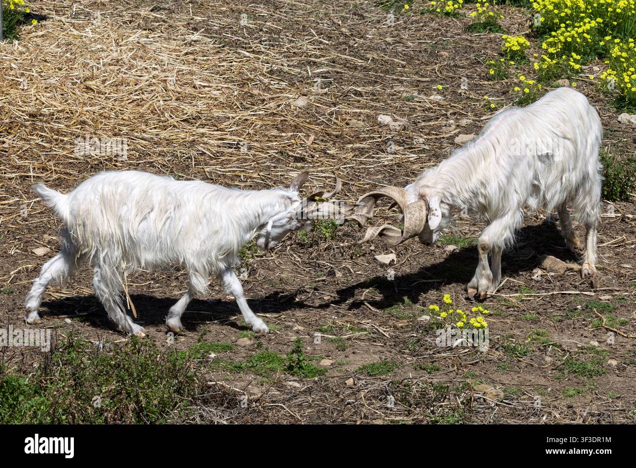Due maschi, capre Billie Girgentana, si impegnano in una battaglia testa a testa per stabilire la dominanza sociale, Valle dei Templi, Agrigento, Sicilia, Italia Foto Stock