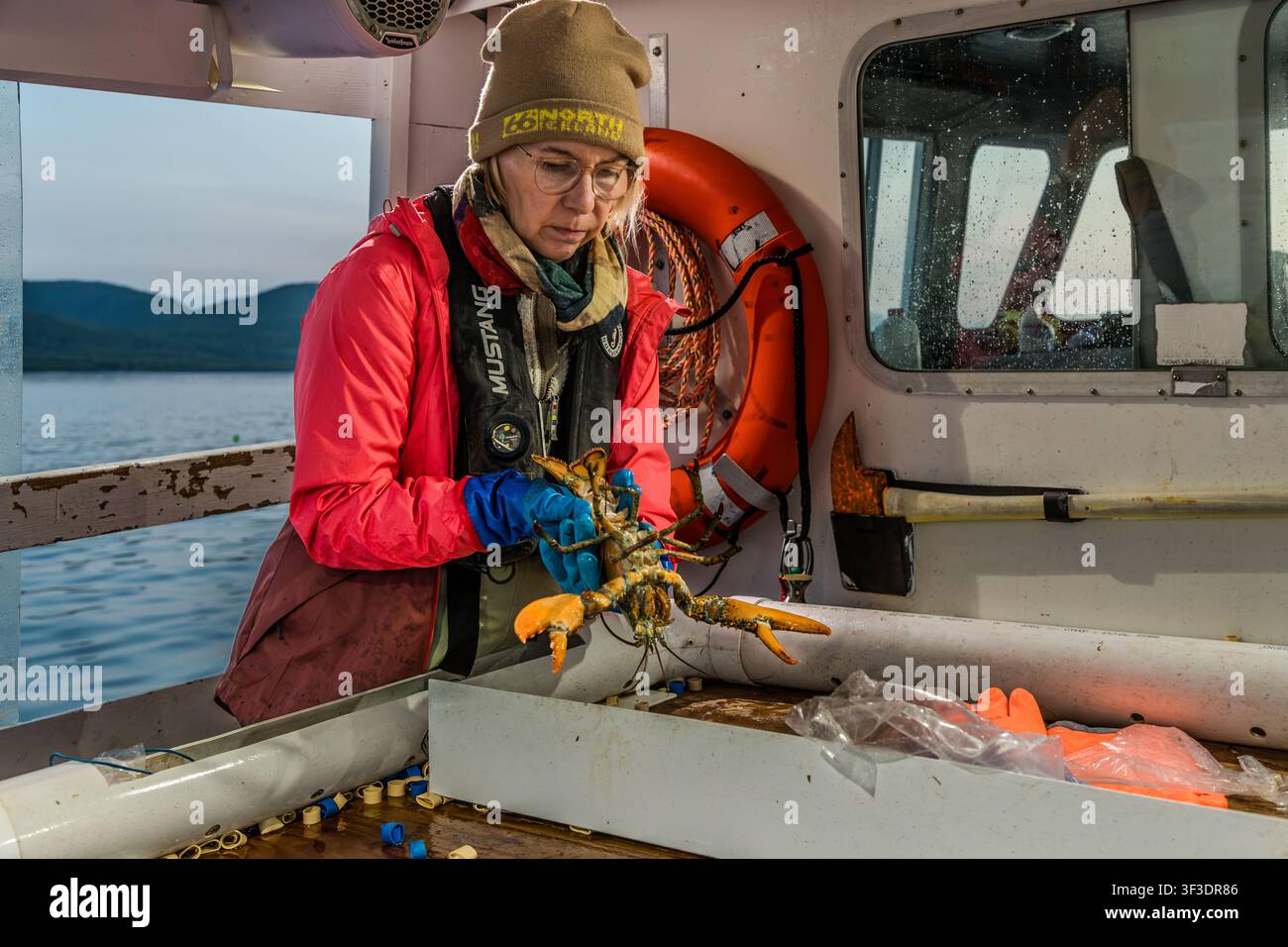 Una pescatrice con giacca rossa e guanti di gomma blu sta esaminando un aragosta appena catturata a bordo di una barca a St Ann's Bay vicino a Indian Brook, Nuova Scozia, Canada. Una boa di salvataggio è appesa alla murata dietro di lei Foto Stock