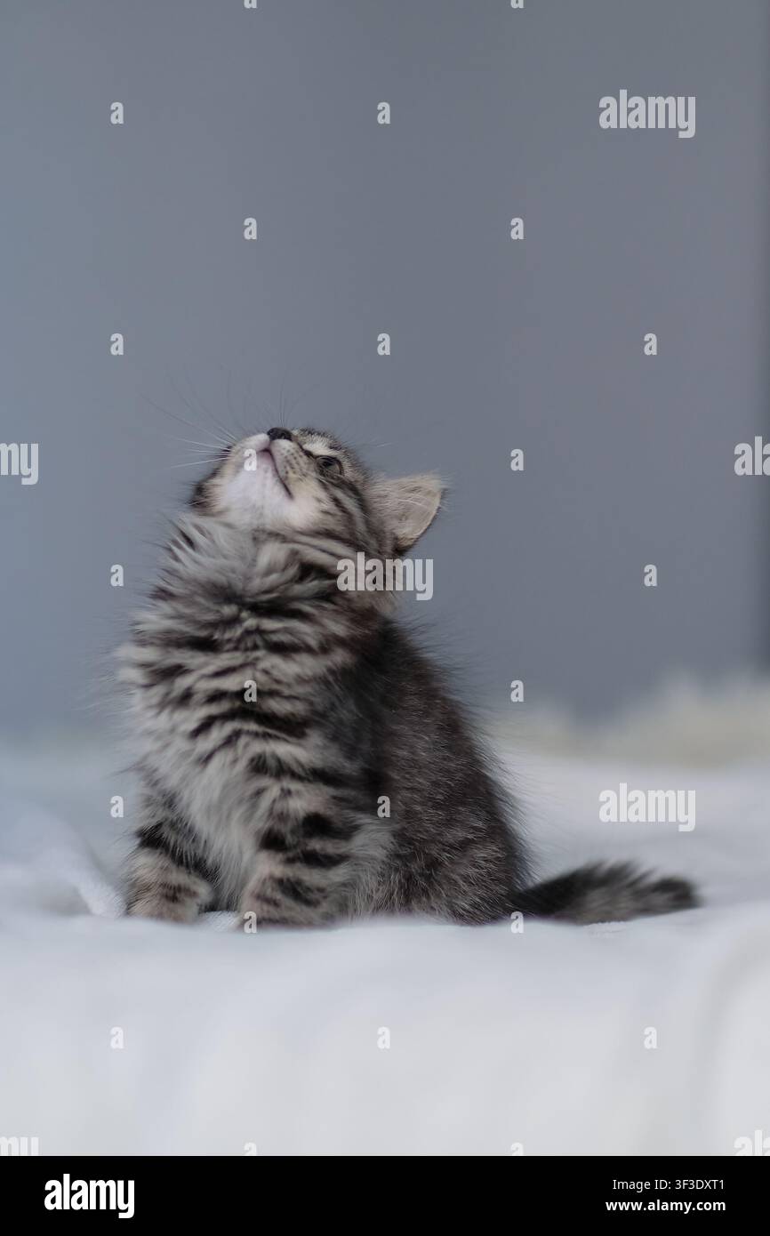 Gattino tabby curioso che guarda in alto con spazio di copia Foto Stock