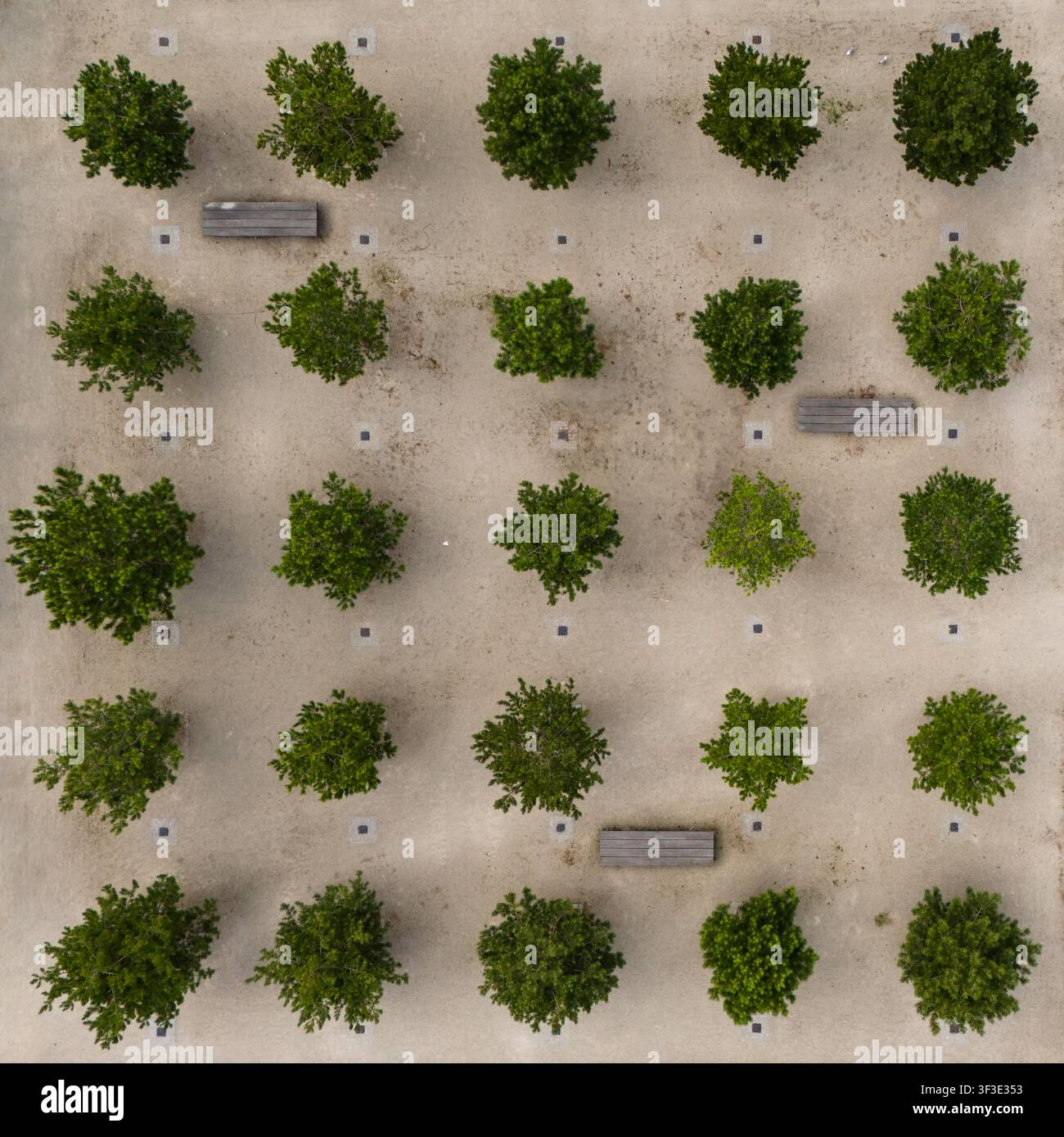 Vista aerea di una piantagione di alberi nel parco pubblico, Malmö Västra Hamnen, Svezia, fotografata nel 2023 con un drone direttamente dall'alto, mostra un'estetica simmetrica Foto Stock