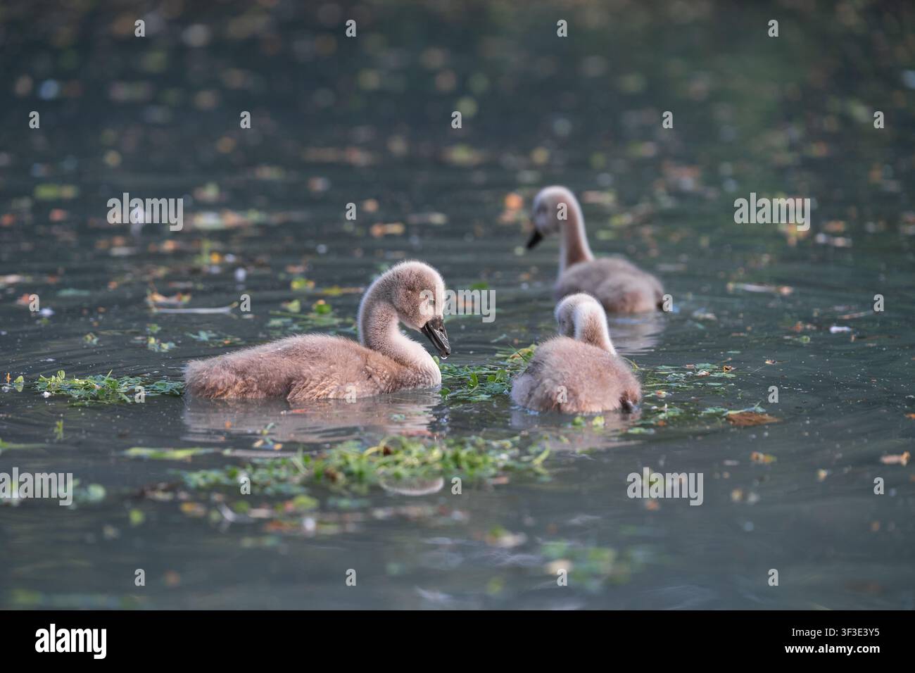 Cignetti giovani e soffici che cercano cibo in un ecosistema di lago d'acqua dolce, concetto di biodiversità, conservazione ambientale e nuova vita. Foto Stock