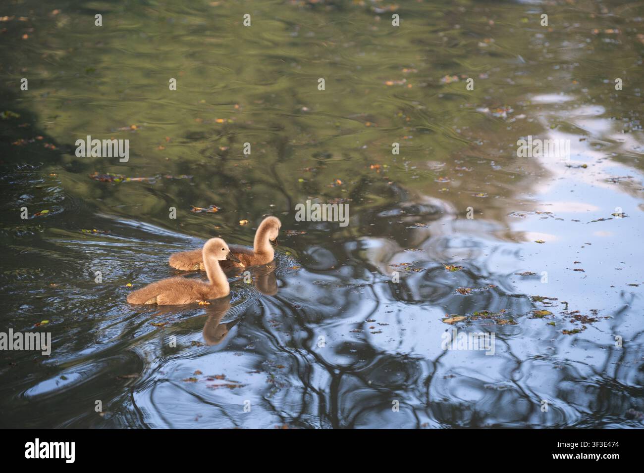 Due graziose cignette grigie che nuotano su una vasta superficie del lago con bellissimi riflessi degli alberi e ampio spazio per il testo Foto Stock