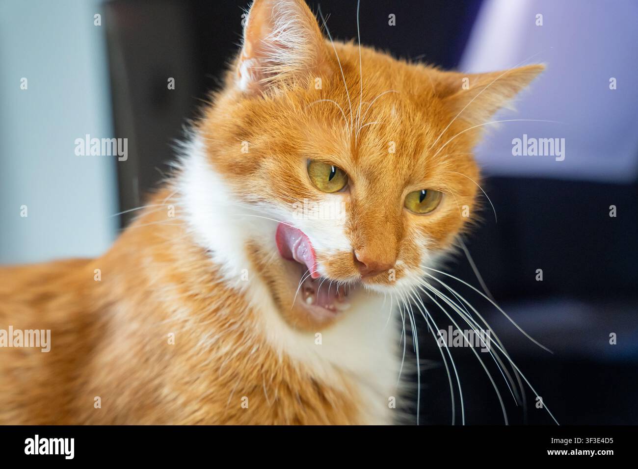 Un gatto fulvo si lecca la lingua. Nutrizione e alimentazione degli animali domestici. Snack gustosi per gatti. Appetito sano degli animali domestici. Preferenze alimentari. Foto Stock