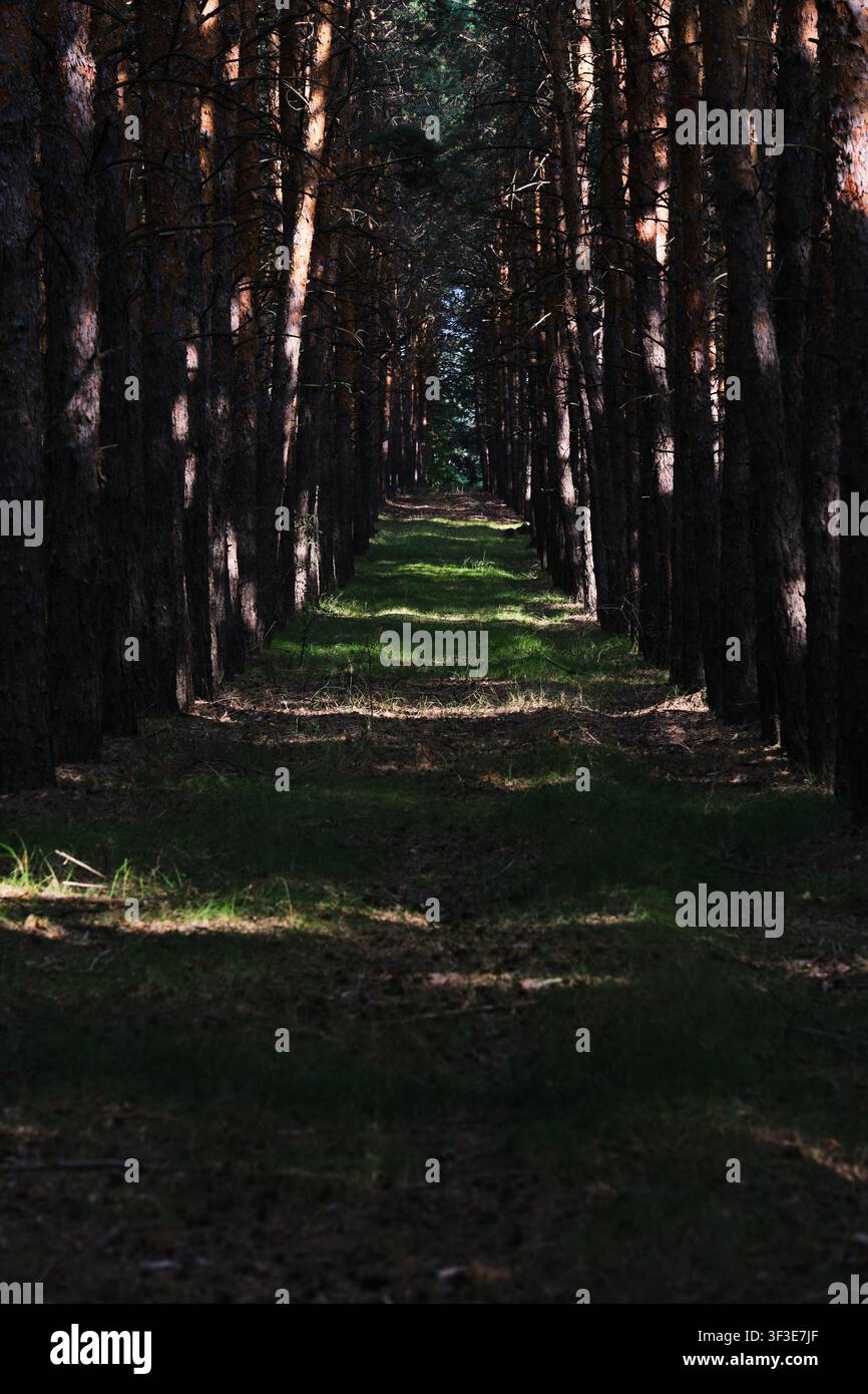 Sentiero simmetrico attraverso una foresta di pini scuri con la luce del sole che illumina l'erba verde brillante davanti Foto Stock