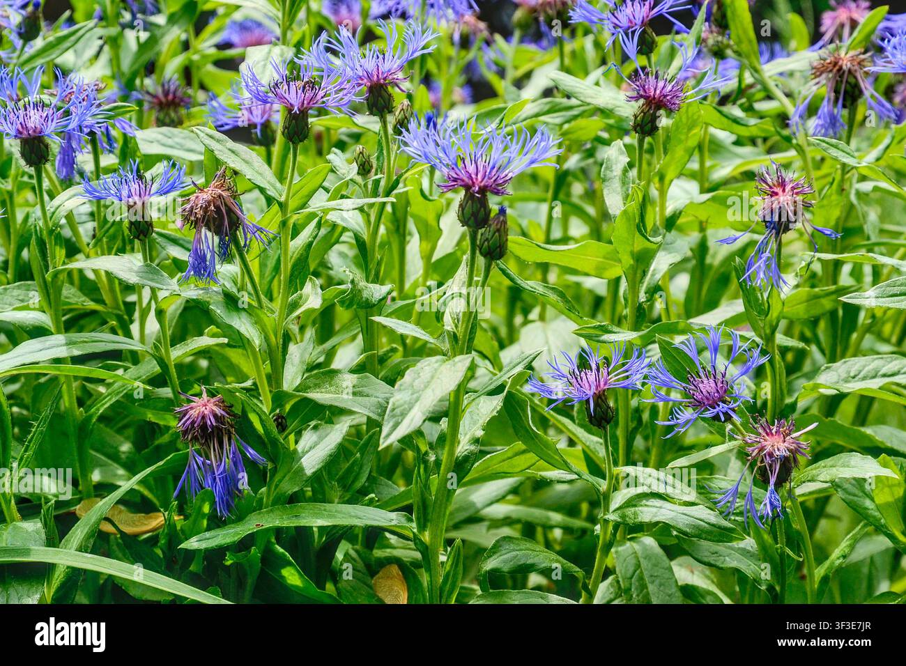 Gruppo di fiori blu di Centaurea montana (noto anche come bottone del celibe, centaurea montana, fiordaliso montano), il fiordaliso perenne, con bocciolo e fogliame. Foto Stock