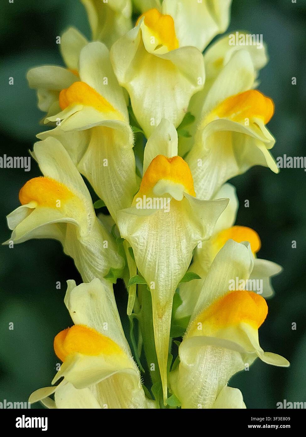 Linaria vulgaris (Linaria gialla, pane e burro, linaria comune) Foto Stock