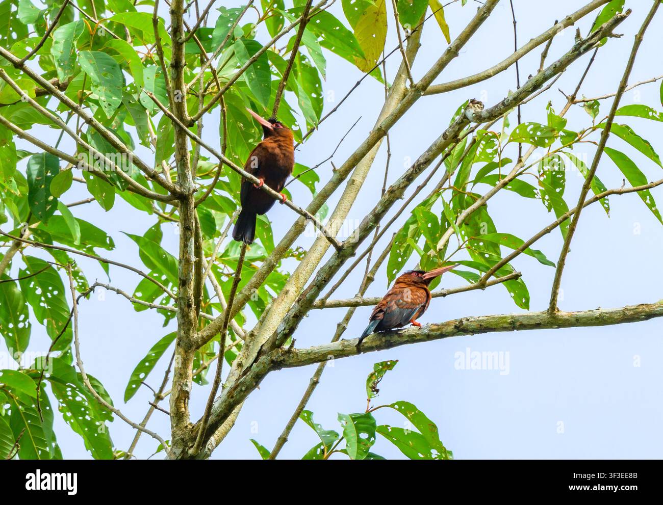 Una coppia di Jacamari del Purus (Galbalcyrhynchus purusianus) appollaiata su un ramo. Acre, Brasile. Foto Stock