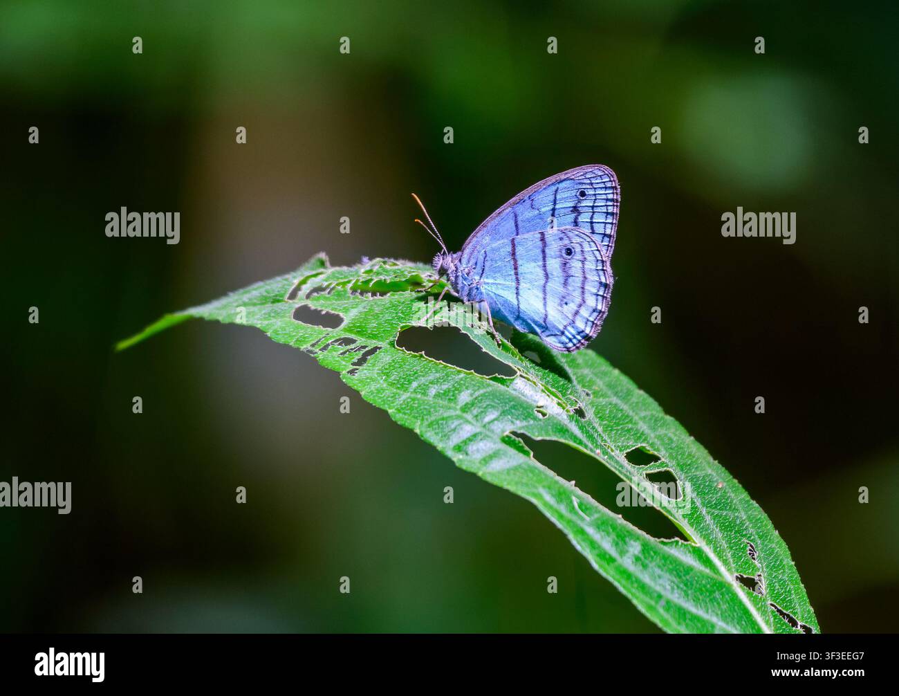 Una delicata farfalla blu (Caeruleuptychia sp.) appollaiata su una foglia verde. Acre, Brasile. Foto Stock