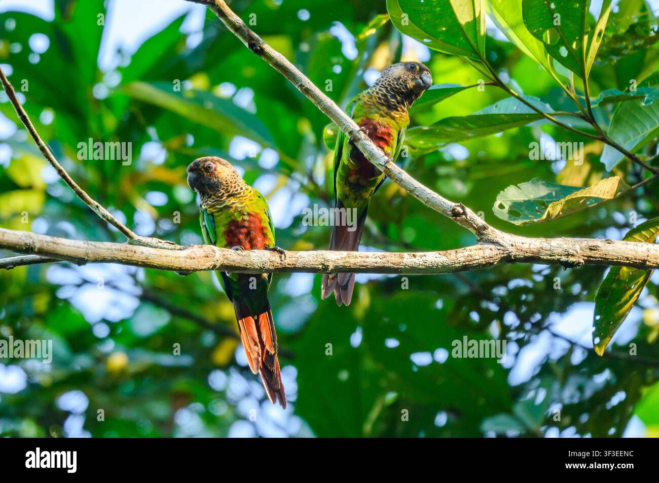 Una coppia di pappagallini di Bonaparte colorati (Pyrrhura lucianii) appollaiati su un ramo nella foresta. Rondônia, Brasile. Foto Stock