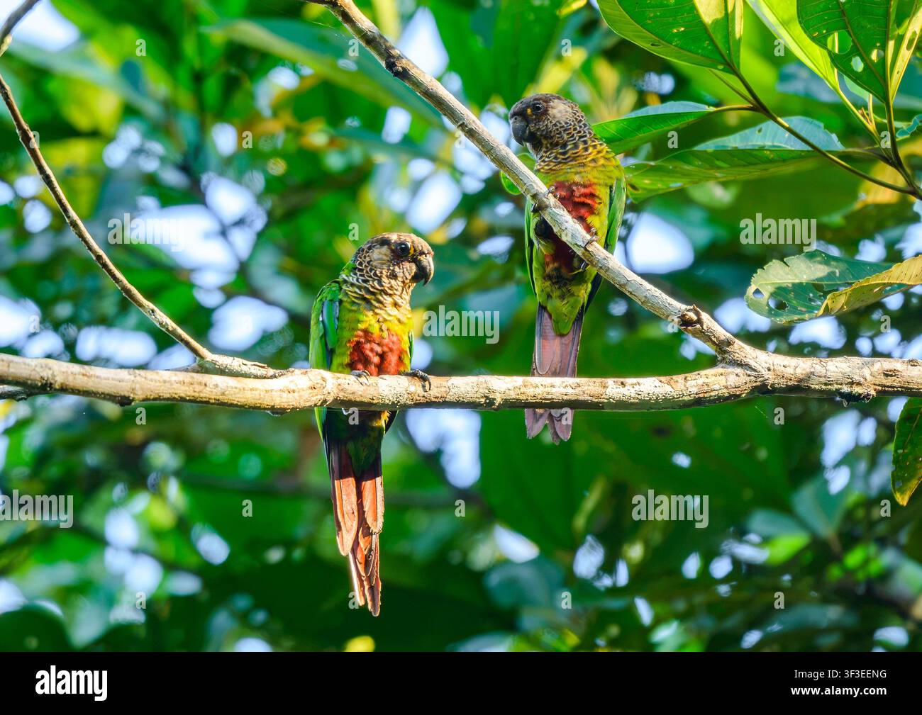 Una coppia di pappagallini di Bonaparte colorati (Pyrrhura lucianii) appollaiati su un ramo nella foresta. Rondônia, Brasile. Foto Stock