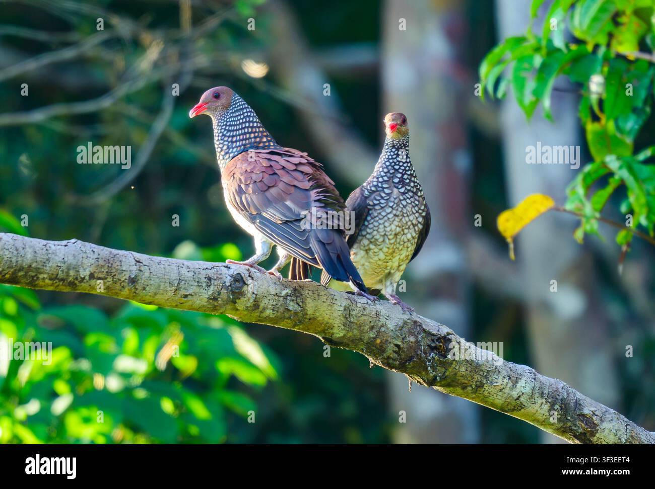 Una coppia di Columbie squamose (Patagioenas speciosa) appollaiata su un ramo. Amazonas, Brasile. Foto Stock