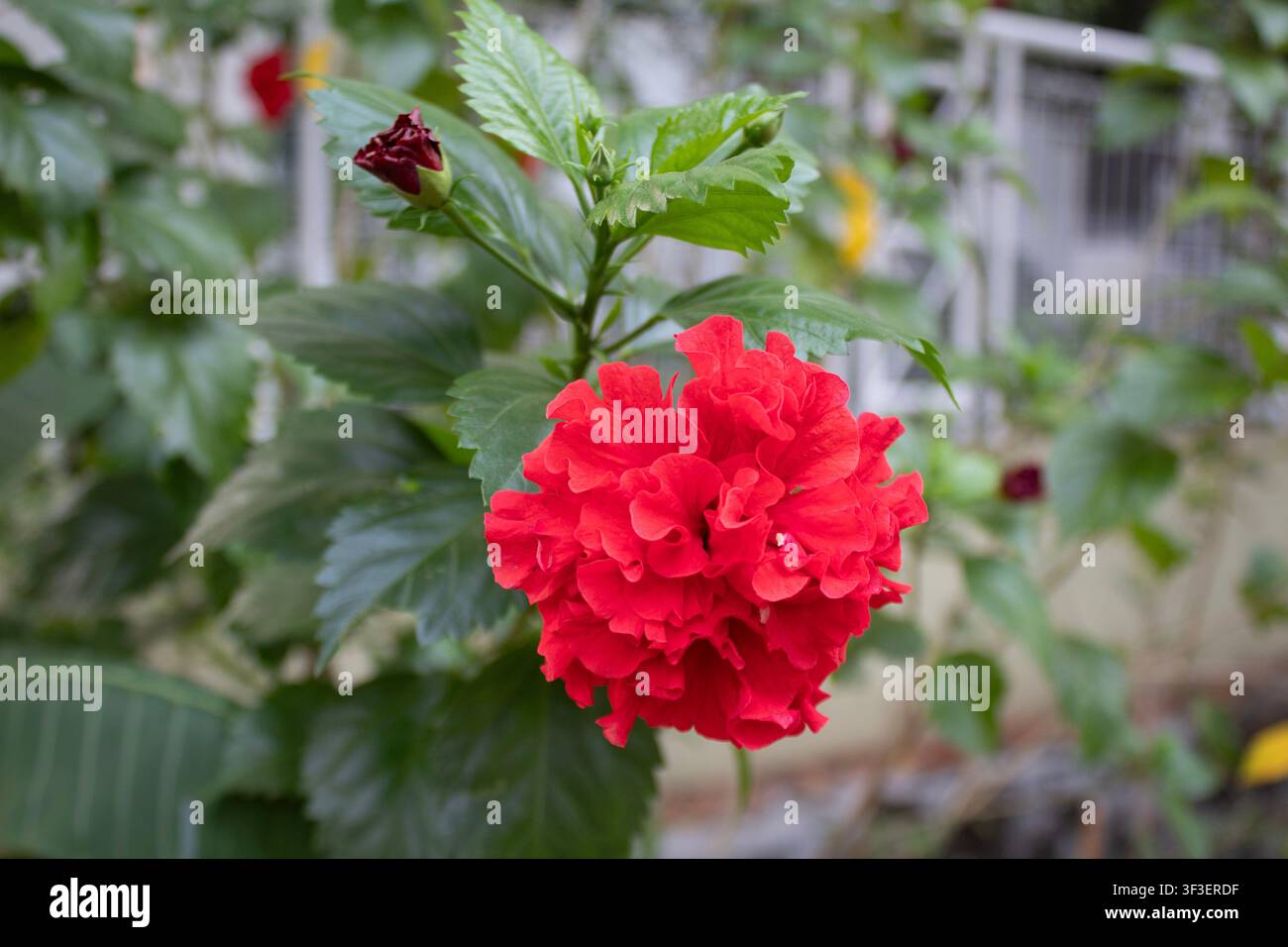 Hibiscus rosa-sinensis (kembang sepatu) che fiorisce magnificamente davanti al cortile di una casa a Jakarta, Indonesia Foto Stock