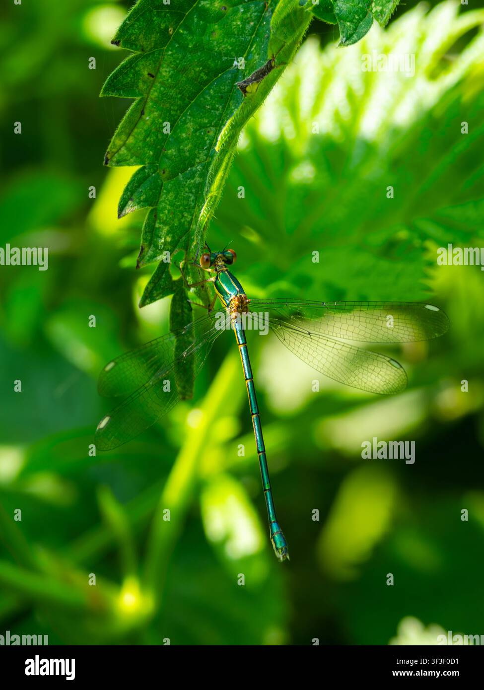 Chalcolestes viridis, noto come smeraldo di salice, la libellula smeraldo verde e la larga-ala di salice occidentale. Foto Stock