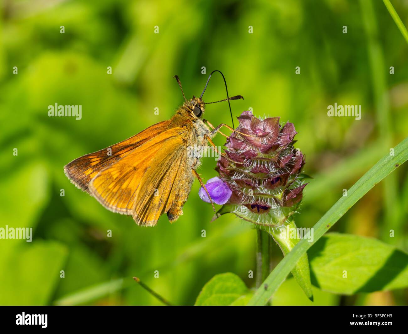 Un grande farfalla skipper, Ochlodes sylvanus, a riposo. Foto Stock