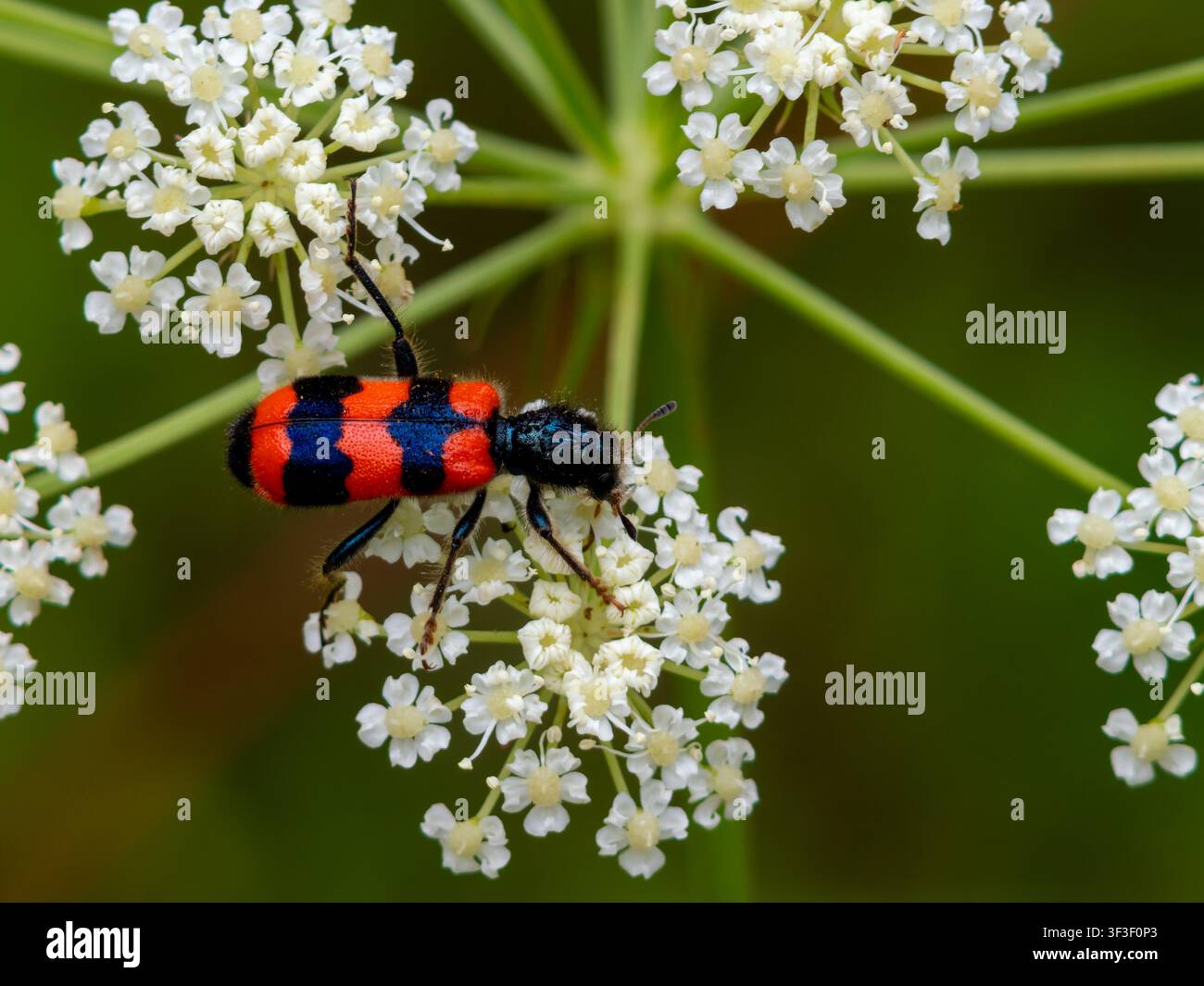 Un coleottero mangia-api, Trichodes apiarius, che riposa su un fiore. Foto Stock