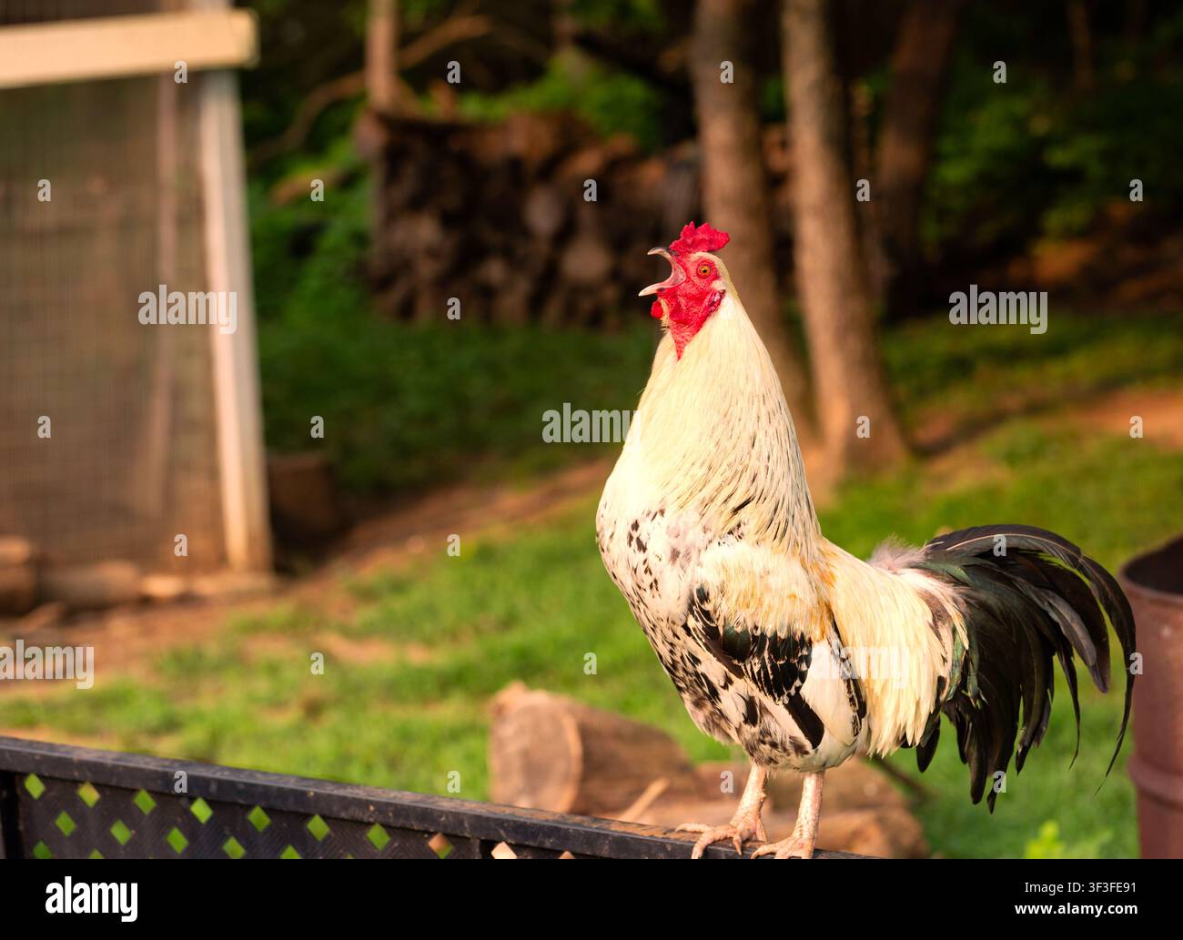Gallo bianco e nero che canta al mattino vicino a un pollaio nel cortile Foto Stock