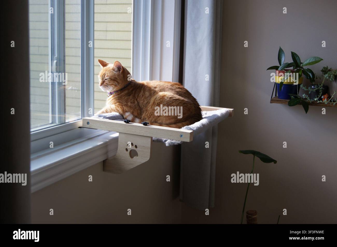Gatto tigrato arancione che riposa su un davanzale soleggiato, zampa sul bordo, con una pianta d'appartamento nelle vicinanze e luce del giorno che filtra attraverso le tende. Foto Stock