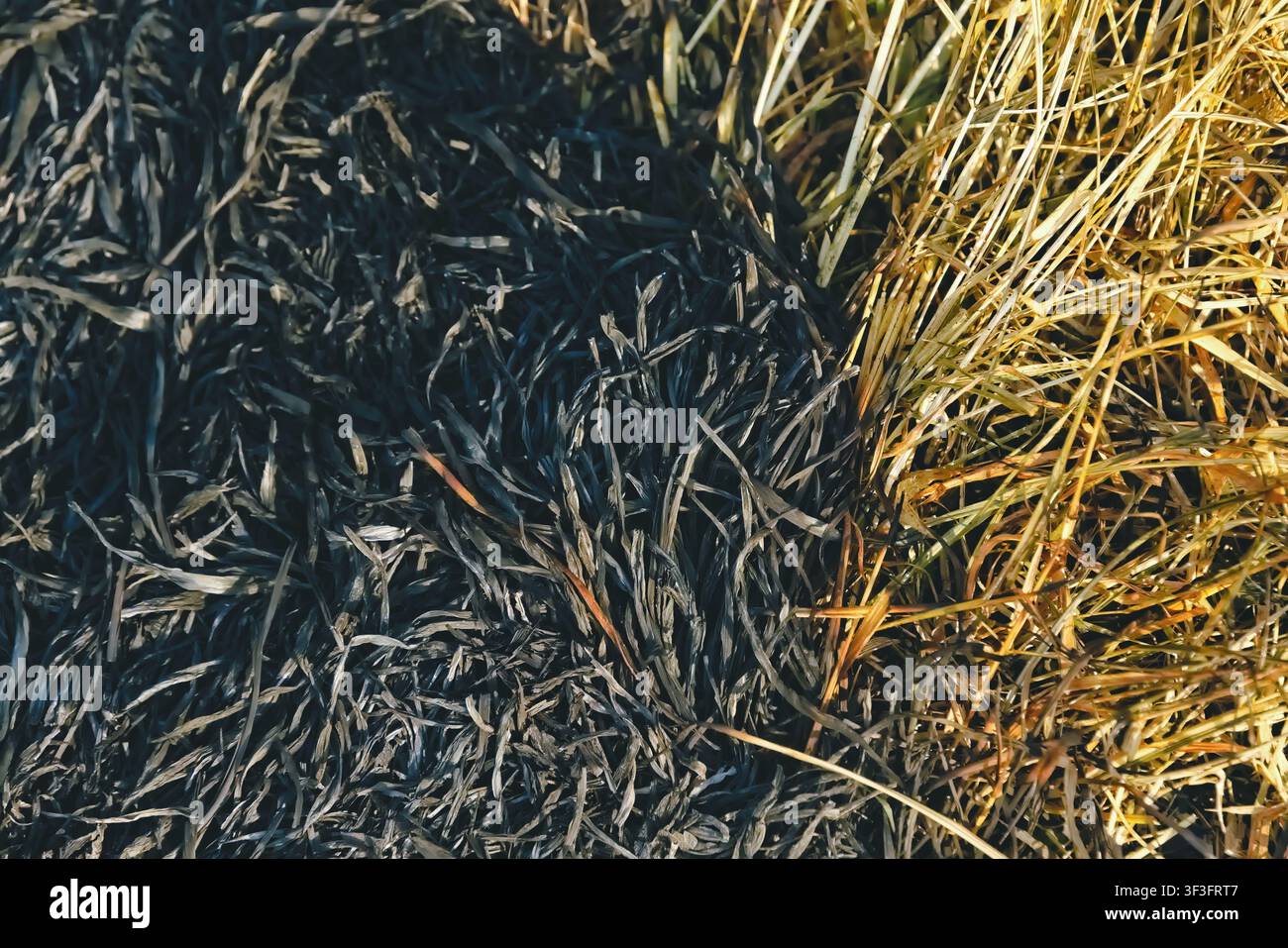 Texture ad alto contrasto che mostra la netta divisione tra erba di cenere nera bruciata e paglia dorata secca non bruciata. Foto Stock