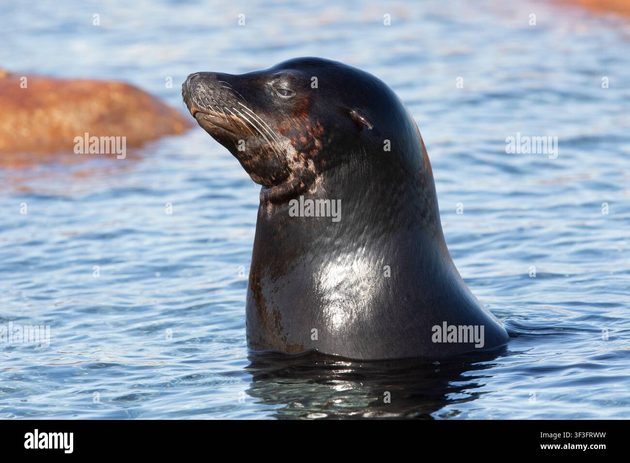 Un leone marino che nuota nell'acqua azzurra, con la testa e il collo sollevati sopra le onde gentili mentre guarda verso l'orizzonte. Foto Stock