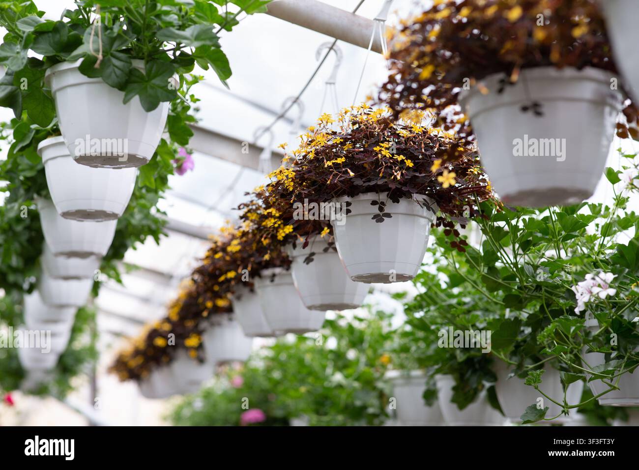 Impianti industriali, coltivazione in vendita, attività di giardinaggio Foto Stock