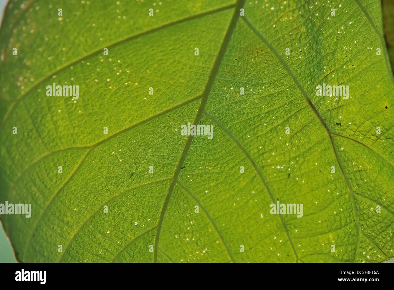 Primo piano dettagliato di una foglia di teak verde vivace che mostra bellissimi motivi naturali delle venature, illuminata da una luce solare calda e intensa. Foto Stock