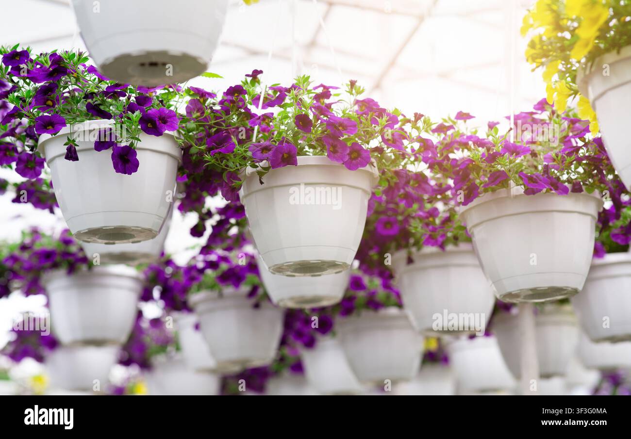 Serra e attività di piante, fiori in vasi da fiore, industriale osteria e vivaio di fiori Foto Stock