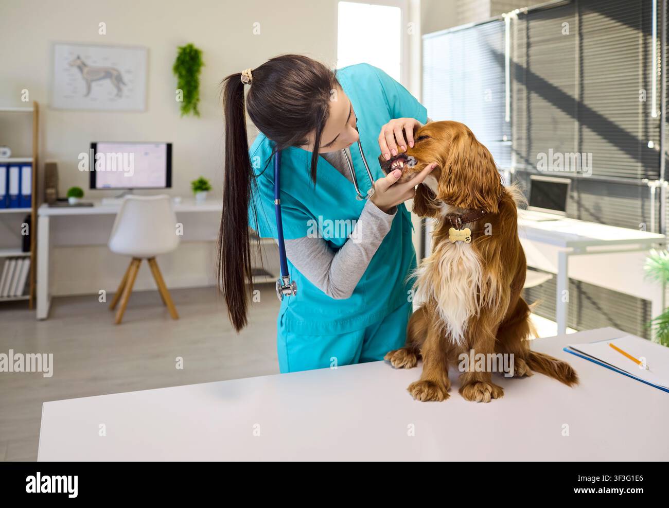Veterinaria che controlla i denti di un cane cocker spaniel durante un esame dentale nella clinica Foto Stock