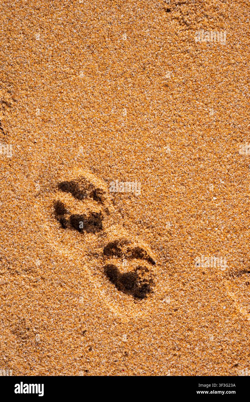 Impronte di zampe di cane nella sabbia dorata della spiaggia. Foto Stock