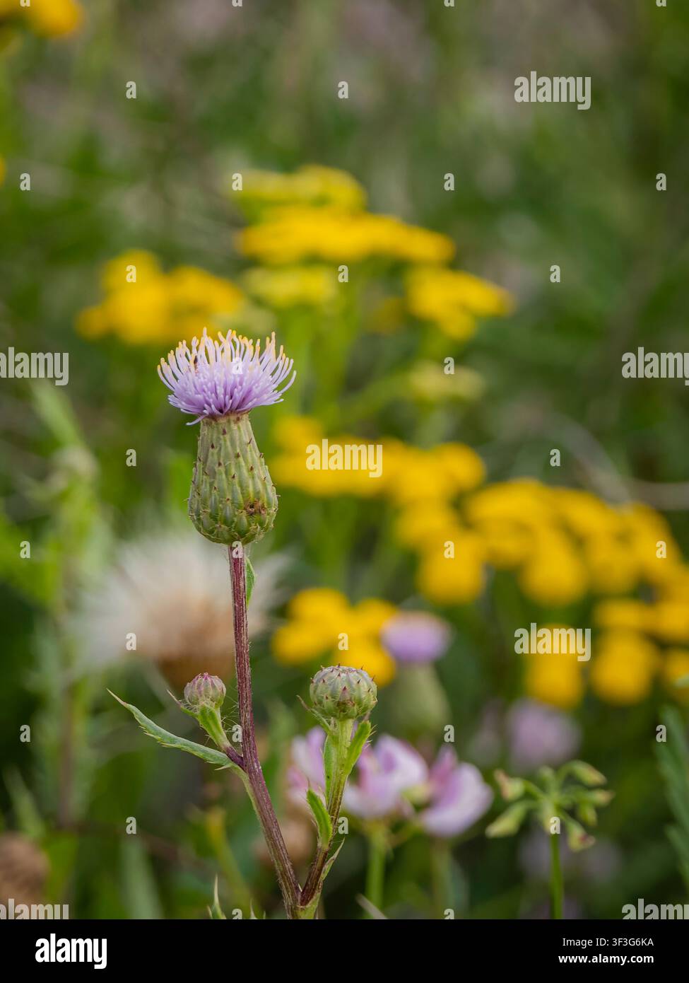 Un unico fiore di cardo viola in fiore si staglia su uno sfondo sfocato di fiori selvatici gialli in un prato Foto Stock