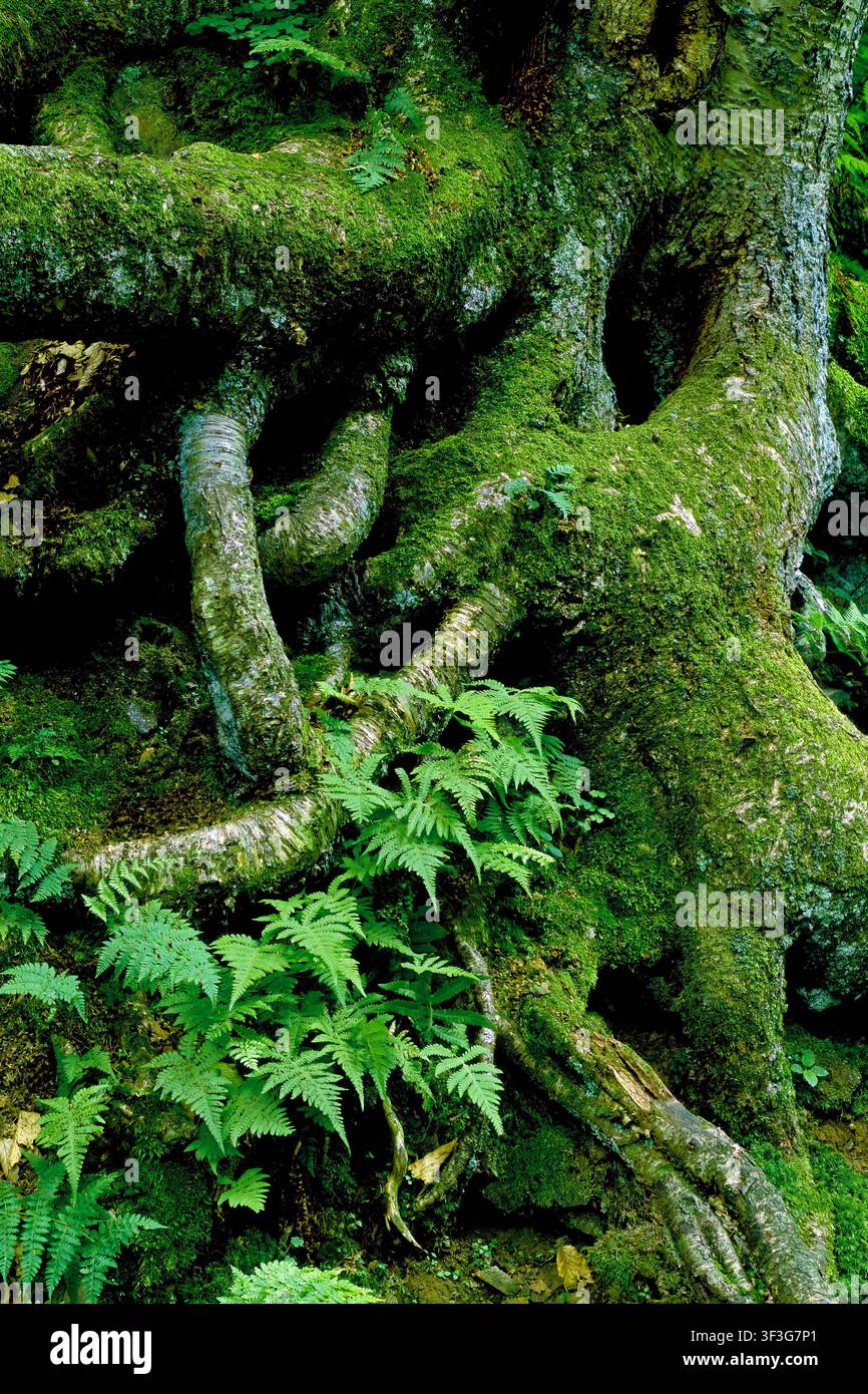 Felce di faggio lunga, Thelypyeris phegopteris, Parco statale di Ricketts Glen, Foresta primaria, Contea di Luzerne, Pennsylvania Foto Stock