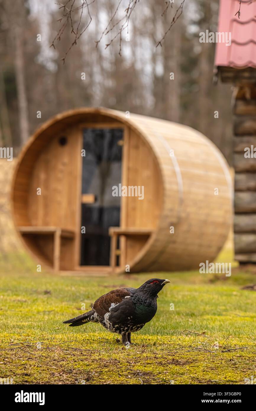 Vista di un gallo cedrone in piedi sull'erba davanti a una sauna in botte di legno in Lettonia. Foto Stock